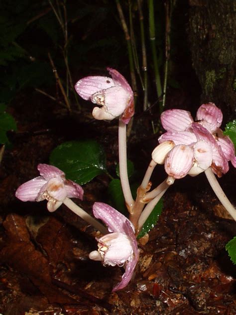 鍾馗蘭|ショウキラン（鍾馗蘭） 尾瀬に咲く花 季節・時期・見ごろ 花図。